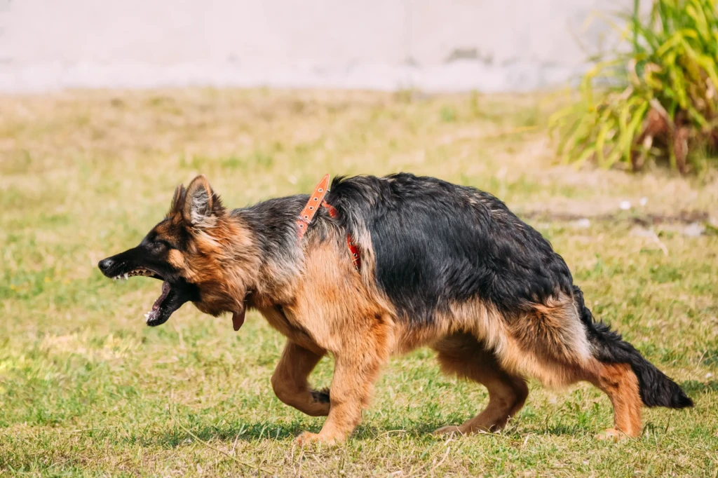 A German Shepherd with a red collar is standing on a grassy field, mid-bark. Its posture is alert and intense, conveying a sense of focus.