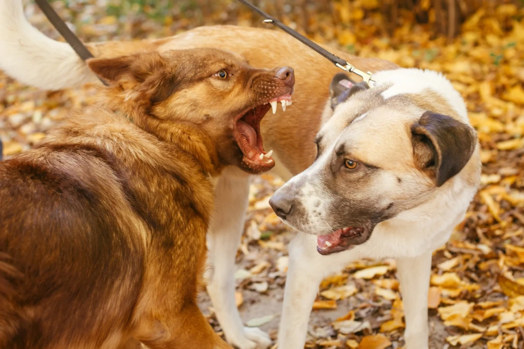 Two dogs on leashes confront each other amidst fallen autumn leaves. One dog snarls aggressively while the other looks startled, creating a tense atmosphere.